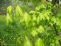 Acer campestre